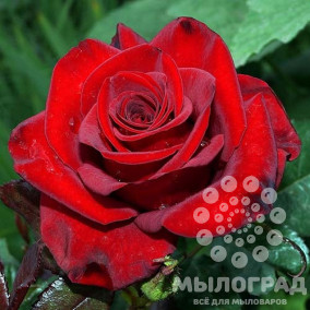 Роза красная 15мл 