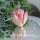 Тюльпаны Фламинго Голд © (моноформа) - Тюльпаны Фламинго Голд © (моноформа)