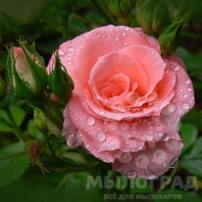 Роза 15мл 