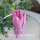 Тюльпан Фламинго Пинк №2 © - Тюльпан Фламинго Пинк №2 ©