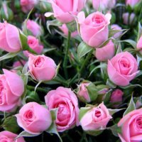 Свежесрезанные розы 10мл США