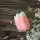 Рембрандт-тюльпан (бутон)© - Рембрандт-тюльпан (бутон)©