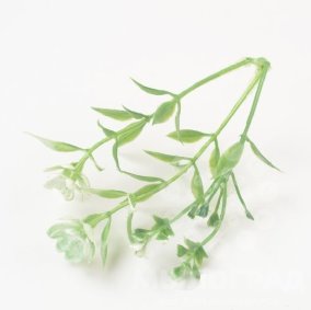 Цветок незабудки, зелень (10шт) 
