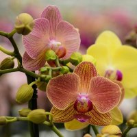 Орхидея 15мл
