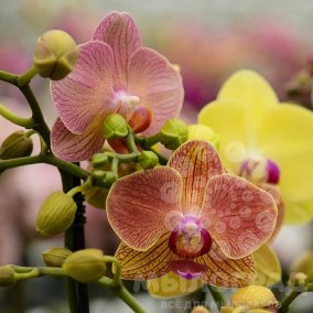 Орхидея 15мл 
