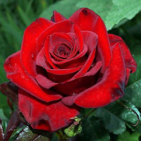 Роза красная 15мл