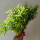 Букет Аспарагус, зеленый - Букет Аспарагус, зеленый