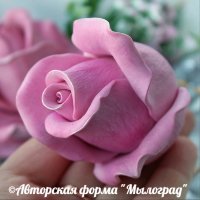 Бутон роза Диана №3 ©