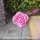Розы Голландские © набор - Розы Голландские © набор
