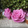 Розы Квин © набор - Розы Квин © набор