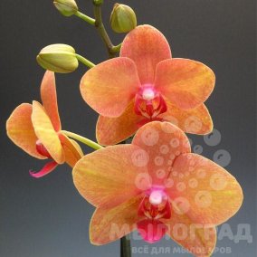 Орхидея и Янтарь США 10мл 